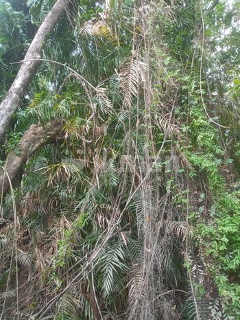 Live Wewal (Cane) Plants