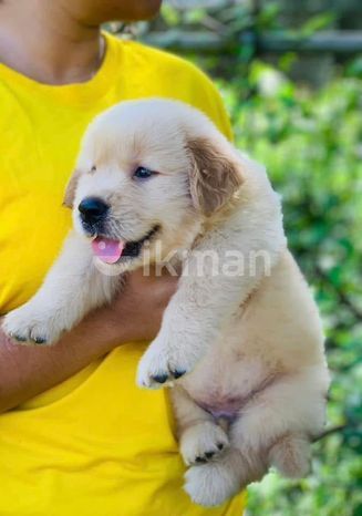 Golden Retriever Puppies